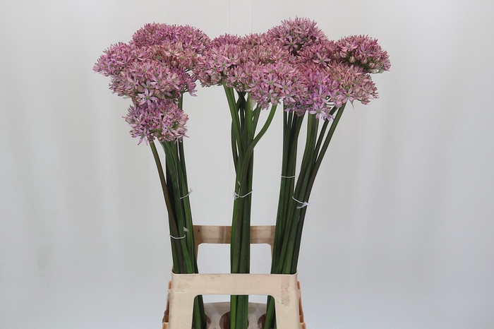 <h4>Allium Pink Jewel</h4>