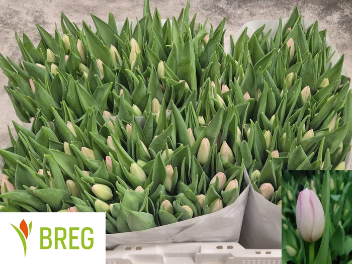 <h4>TU EN DYNASTY</h4>