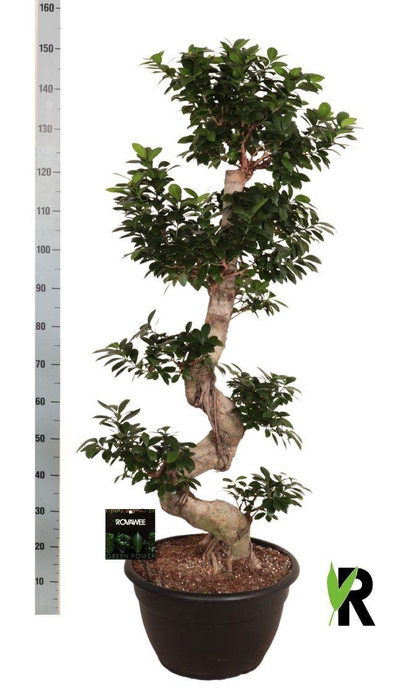 <h4>FIC MI GINSENG</h4>