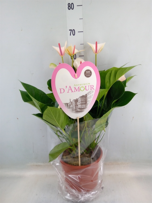 <h4>Anthurium andr. 'Fantasy Love'</h4>