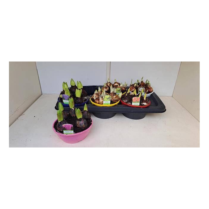 <h4>Bolbloemen Gem</h4>