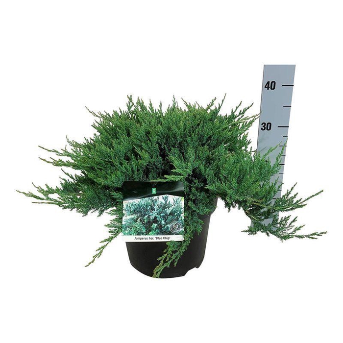 <h4>Juniperus hor. 'Blue Chip'</h4>