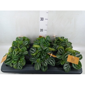 Peperomia
