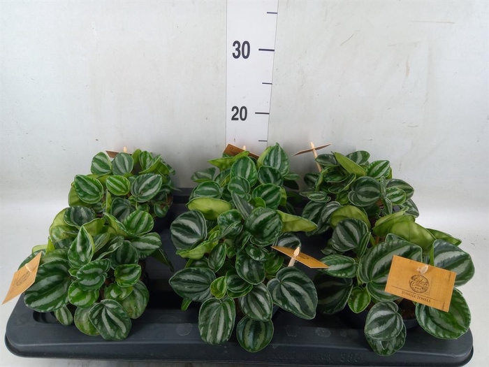 <h4>Peperomia</h4>