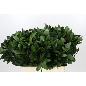 Ruscus aculeatus   ...groot blad