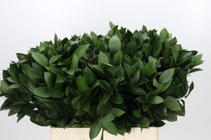 <h4>Ruscus aculeatus   ...groot blad</h4>