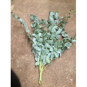 EUCA CINEREA KORT 150GR