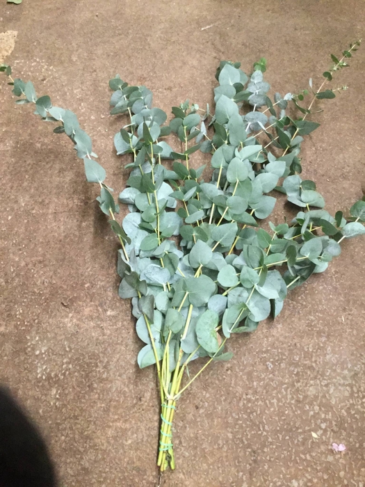 EUCA CINEREA KORT 150GR (AFRIKA)