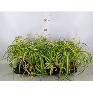 Chlorophytum com. 'Variegatum'