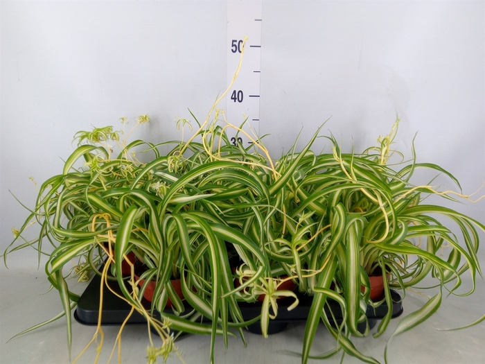 <h4>Chlorophytum com. 'Variegatum'</h4>