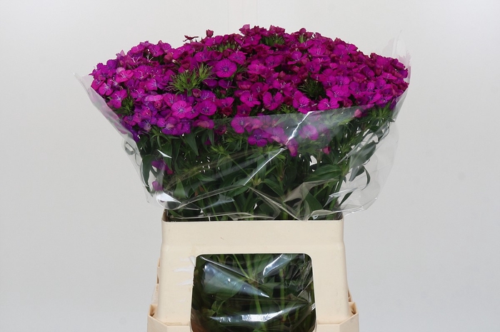 <h4>Dianthus Br Amazon Neon Purple</h4>