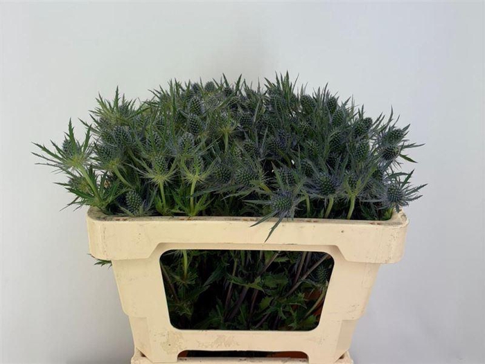 <h4>Eryn Planum</h4>