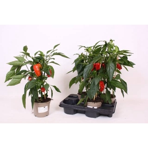 PAPRIKA PLANTEN