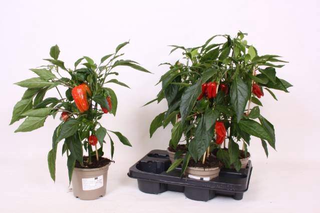 <h4>PAPRIKA PLANTEN</h4>