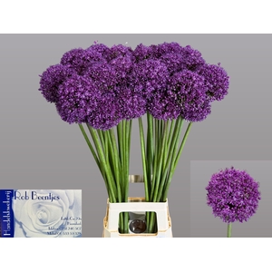 ALLIUM DARK KNIGHT