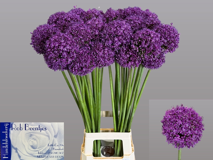 <h4>ALLIUM DARK KNIGHT</h4>