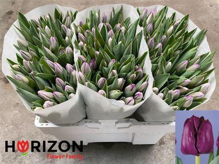 <h4>Tu En Saigon</h4>