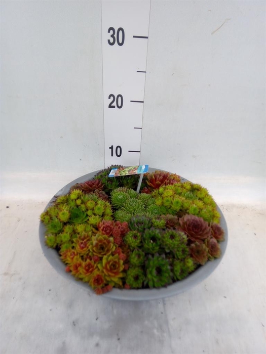 <h4>Sempervivum   ...</h4>