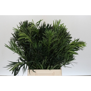 Podocarpus (Per stem)