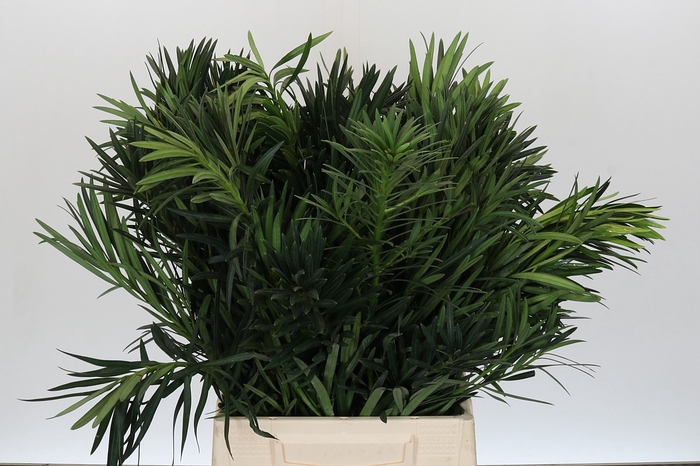 <h4>Podocarpus (Per stem)</h4>
