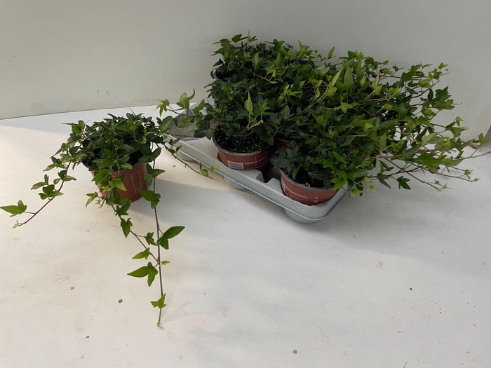 <h4>Hedera Shamrock 25 cm</h4>