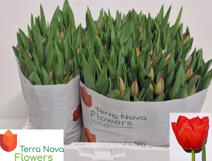 <h4>TU EN LALIBELA</h4>