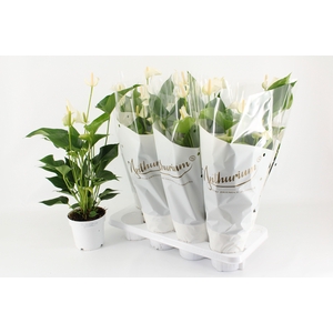 ANTHU BANDEROLA CAVA