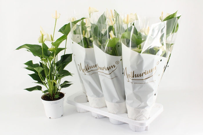 <h4>ANTHU BANDEROLA CAVA</h4>