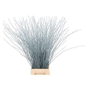 BETULA OV KLB H%