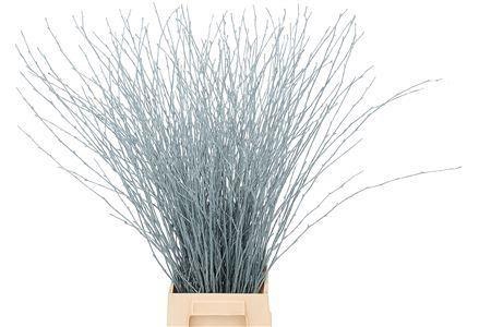 <h4>BETULA OV KLB H%</h4>