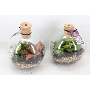 arr3 WR - Terrarium Orcus x6