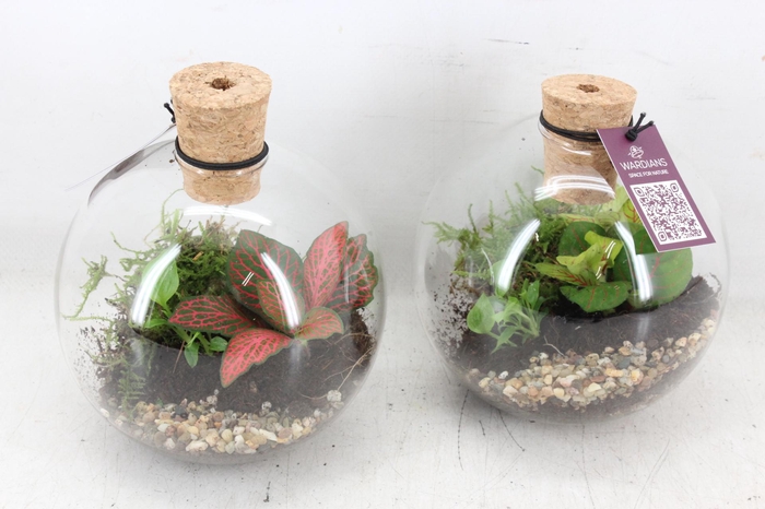 <h4>arr3 WR - Terrarium Orcus x6</h4>