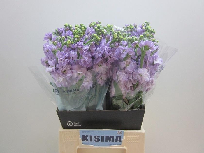 <h4>MATTH IRON MARINE</h4>