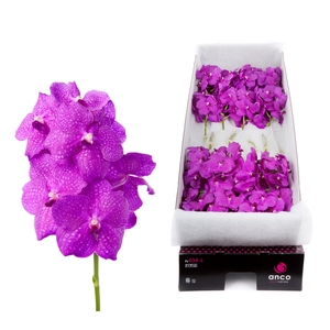 Vanda Hot Magenta