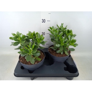 Crassula  'Minova Magic'