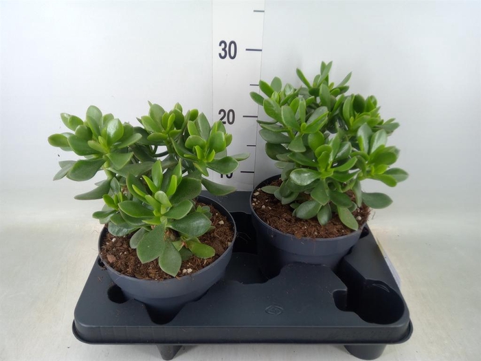 <h4>Crassula  'Minova Magic'</h4>