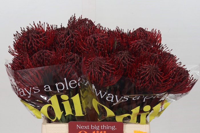 <h4>Nutans Painted Bordeaux</h4>