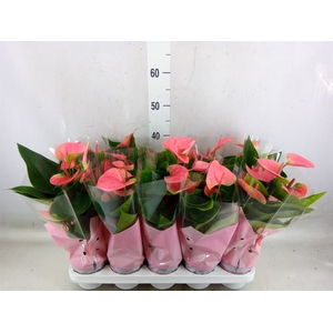 Anthurium andr. 'Sweet Dream'