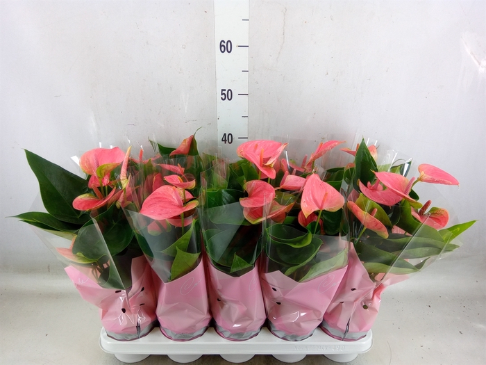 <h4>Anthurium andr. 'Sweet Dream'</h4>