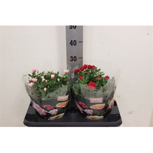 Rosa Pathio 23cm