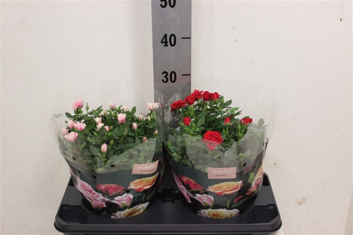 <h4>Rosa Pathio 23cm</h4>