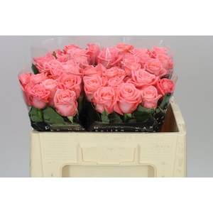 Rosa Gr Big Girl