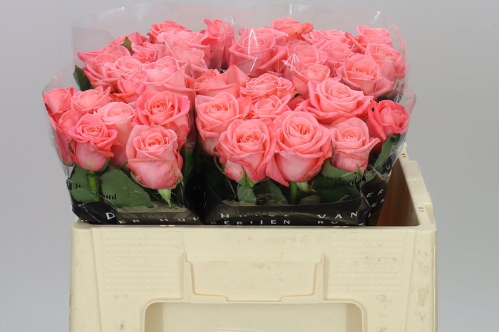 <h4>Rosa Gr Big Girl</h4>