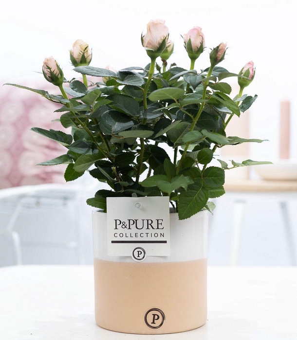 <h4>Rosa light pink in P&PURE Rosy ceramics</h4>