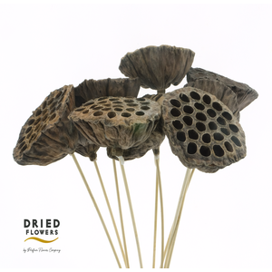 Dried Lotus Natural
