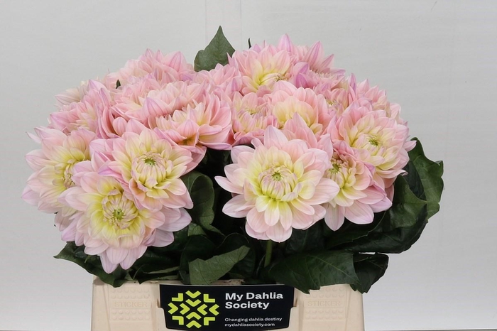 <h4>Dahlia Dianas Memory</h4>