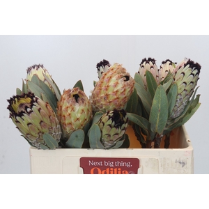 PROTEA M SNOW QUEEN