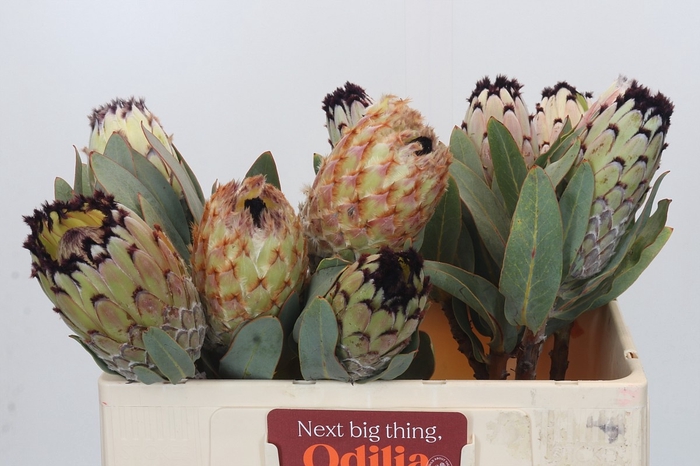 <h4>PROTEA M SNOW QUEEN</h4>
