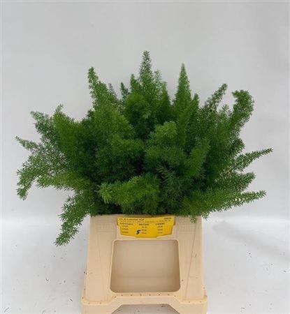 <h4>Asp Dens Myers</h4>