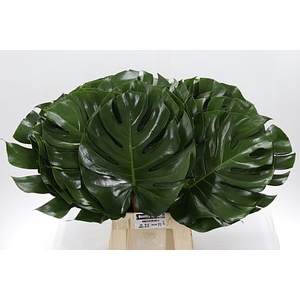 Dec Monstera Blad